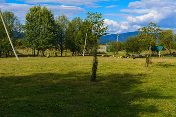 Sheep - this is a domesticated form of wild mountain sheep