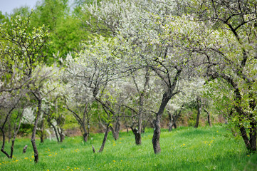 The blossoming spring garden