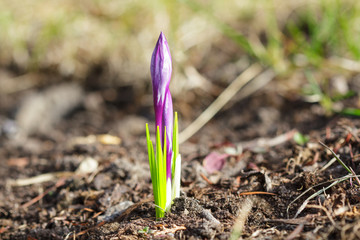 Beautiful violet crocuses