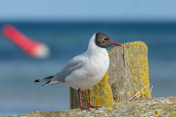 Möwe auf buhnen