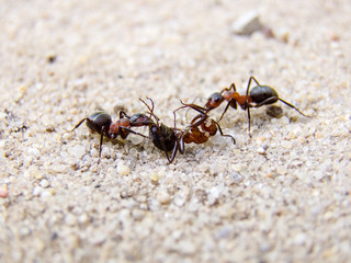 Ants Fighting with Each Other