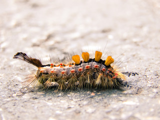 Colorful Caterpillar on the Street