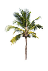Coconut or palm tree , an asian trees isolate on white background