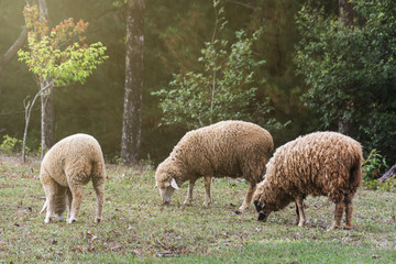 Obraz na płótnie Canvas flock of sheep eating green grass in meadow