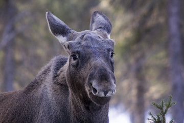 Fototapeta premium Young moose in the forest