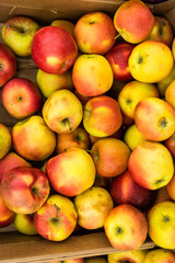 Red and yellow apples background