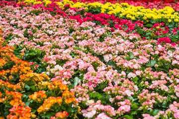 Naklejka premium all begonia in the garden.