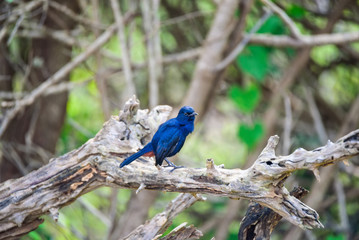 Indian robin or Saxicoloides fulicatus leucopterus