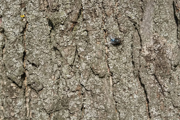 Close up fly sits on old bark
