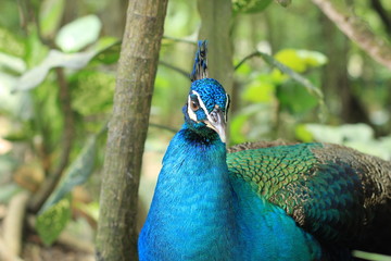 Indian peafowl closed up