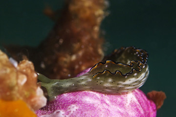 Ornate Sapsucking Slug, Dekor-Saftsauger (Elysia marginata)