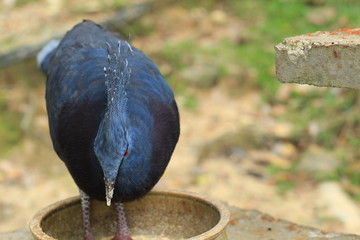 Crowned pigeon at a meal