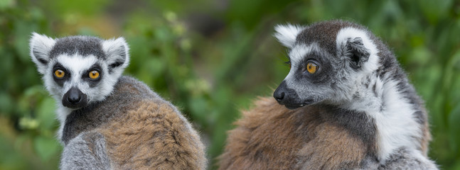 ring - tailed lemur (Lemur catta)