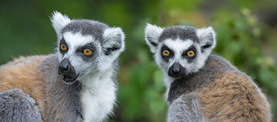 ring - tailed lemur (Lemur catta)