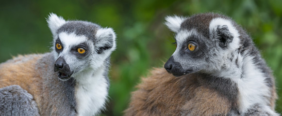 ring - tailed lemur (Lemur catta)