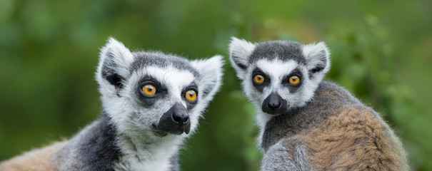 Naklejka premium ring - tailed lemur (Lemur catta)