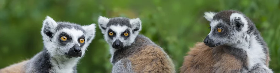 Papier Peint photo Lavable Singe bague - lémur catta (Lemur catta)
