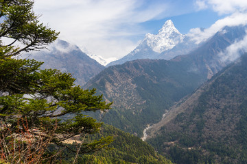 Naklejka premium Ama Dablam halny szczyt i sosna, Everest region, Nepal