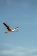 Flamingo flying against blue skies. Salar de Atacama, Chile, South America. Flamingos in a natural park.