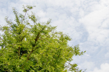 green leaves on tamarind tree