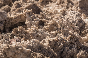 Small lizard in the sun, sitting on big chunks of salt and dirt.Atacama Desert, Chile, South America.