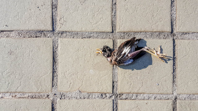 dead bird on the ground