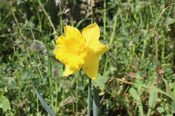 Fototapeta premium Yellow Narcissus Flower