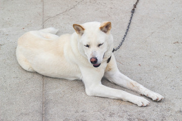 white dog on a chain