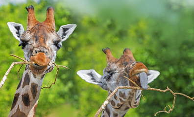 Obraz premium Giraffes portrait