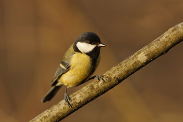 portrait mésange charbonnière