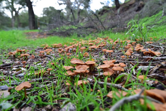 Adventuring After Rain