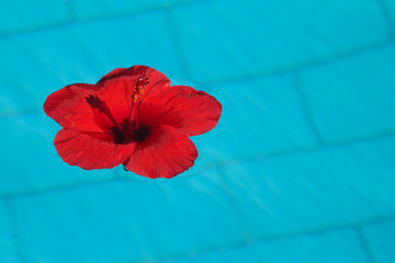 red flower in blue water