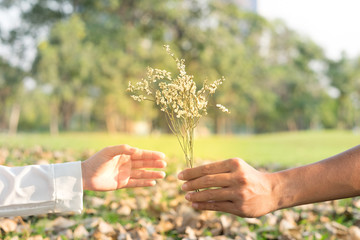 hand of men holding flower to giving his girlfriend