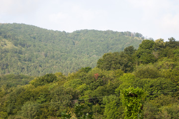 Fototapeta na wymiar Summer mountains landscape with trees.
