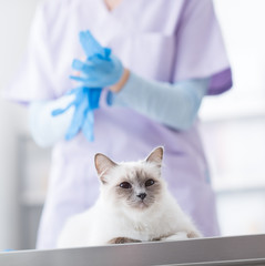 Veterinarian examining a pet