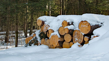 Forstwirtschaft © uweruhrmann