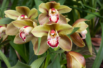Pink Cymbidium in pot. Flower and bud of orchid