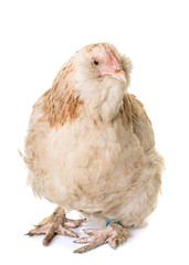 faverolle chicken in studio