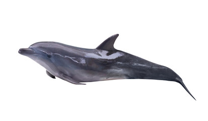 dark gray isolated lying dolphin
