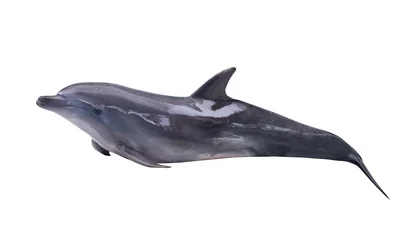 Photo sur Plexiglas Dauphin dauphin couché isolé gris foncé
