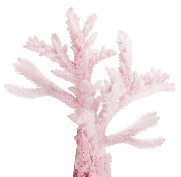 light red small isolated isolated coral branch