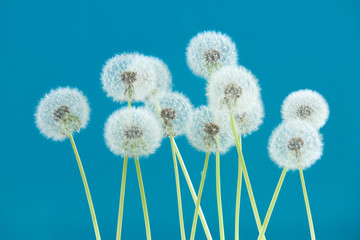 Dandelion flower on blue color background, group objects on blank space backdrop, nature and spring season concept.