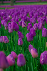 Bright tulips in a soft focus, spring flowers close-up in the garden. Bright violet flowers.