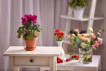 Fototapeta na wymiar Beautiful cyclamen plant in pot on table indoors
