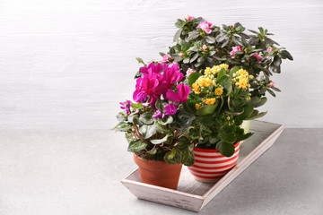 Beautiful plants on white wooden background