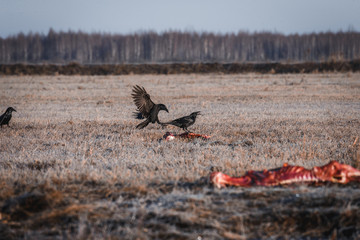 Black Crows Eating Carrion