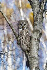 Great Gray Owl