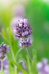 Obraz premium Lavender flower close-up. Lavandula officinalis.