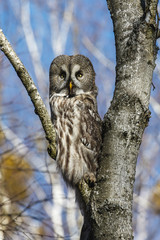 Great Gray Owl © multipedia