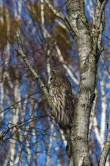 Great Gray Owl